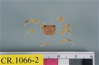 藏品(秀麗長方蟹)的圖片